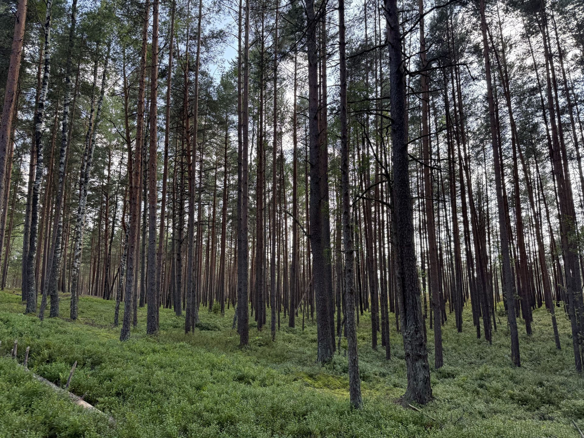 Smukłe pnie sosen w lesie Ķemeri chwytające niskie poranne światło